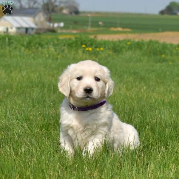 Daisy, English Cream Golden Retriever Puppy