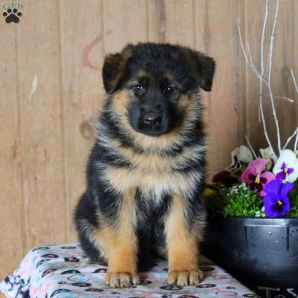 Daisy, German Shepherd Puppy