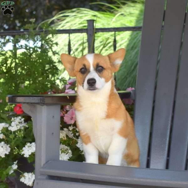 Daisy, Pembroke Welsh Corgi Puppy