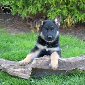 Daisy, German Shepherd Puppy