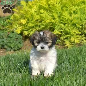 Daisy, Teddy Bear Puppy