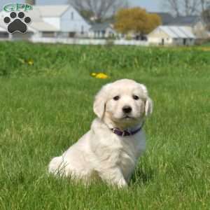 Daisy, English Cream Golden Retriever Puppy