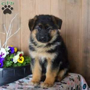 Daisy, German Shepherd Puppy