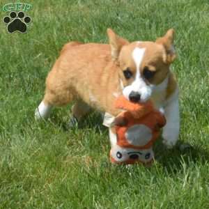 Daisy, Pembroke Welsh Corgi Puppy