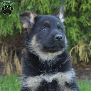 Daisy, German Shepherd Puppy