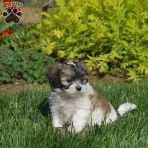 Daisy, Teddy Bear Puppy