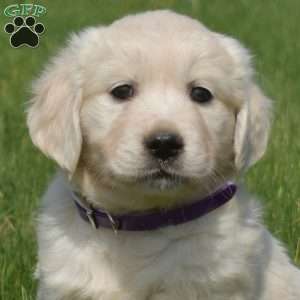 Daisy, English Cream Golden Retriever Puppy