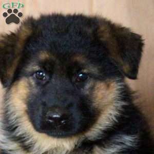 Daisy, German Shepherd Puppy