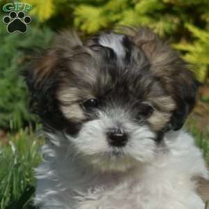 Daisy, Teddy Bear Puppy