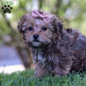 Daisy, Yorkie Poo Puppy