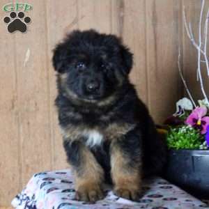 Dak, German Shepherd Puppy