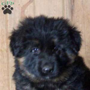 Dak, German Shepherd Puppy