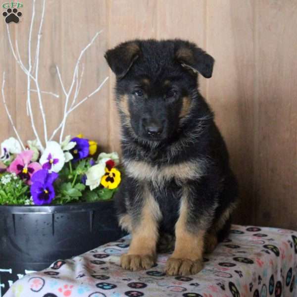 Daliah, German Shepherd Puppy