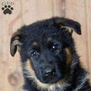 Daliah, German Shepherd Puppy