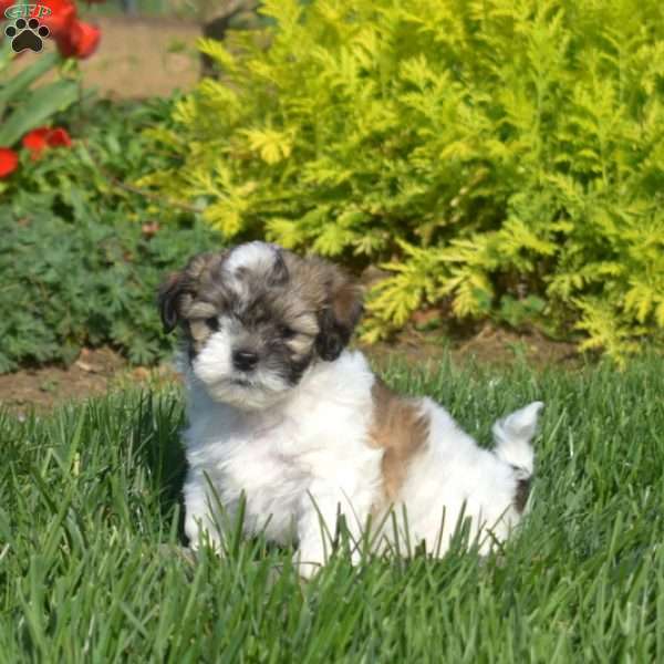 Dash, Teddy Bear Puppy
