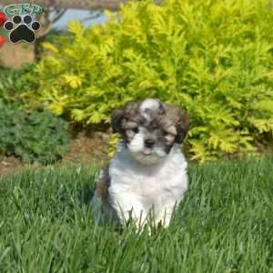 Dash, Teddy Bear Puppy