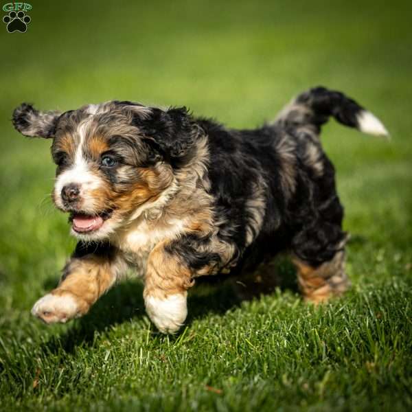 Dax, Mini Bernedoodle Puppy
