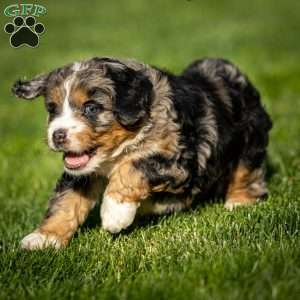 Dax, Mini Bernedoodle Puppy
