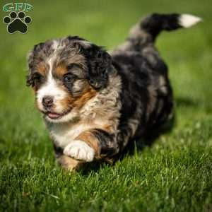 Dax, Mini Bernedoodle Puppy