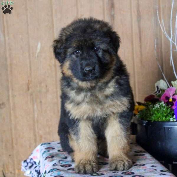 Debbie, German Shepherd Puppy