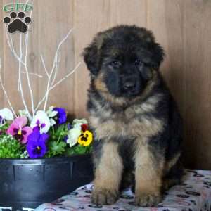 Debbie, German Shepherd Puppy