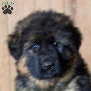 Debbie, German Shepherd Puppy