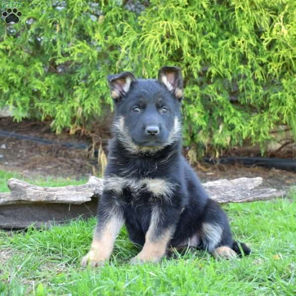 Delilah, German Shepherd Puppy