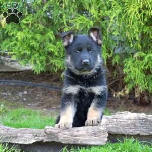 Delilah, German Shepherd Puppy