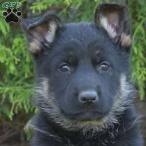Delilah, German Shepherd Puppy