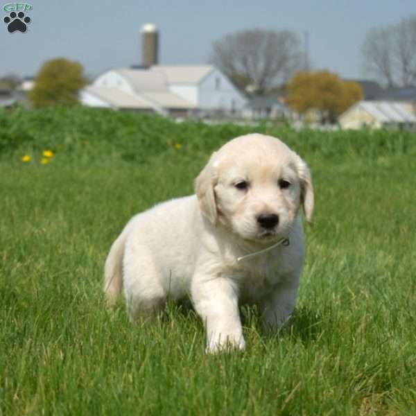 Deputy, English Cream Golden Retriever Puppy