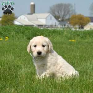 Deputy, English Cream Golden Retriever Puppy