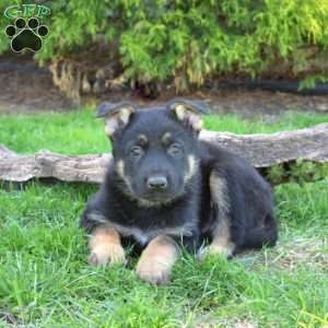 Deputy, German Shepherd Puppy