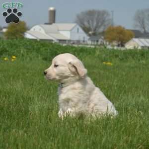 Deputy, English Cream Golden Retriever Puppy