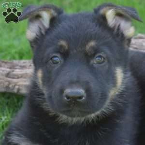 Deputy, German Shepherd Puppy
