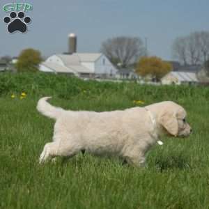 Deputy, English Cream Golden Retriever Puppy
