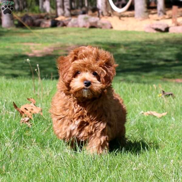 Derek, Havapoo Puppy
