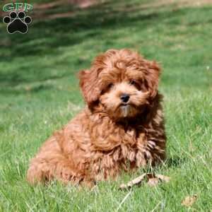 Derek, Havapoo Puppy