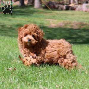 Derek, Havapoo Puppy