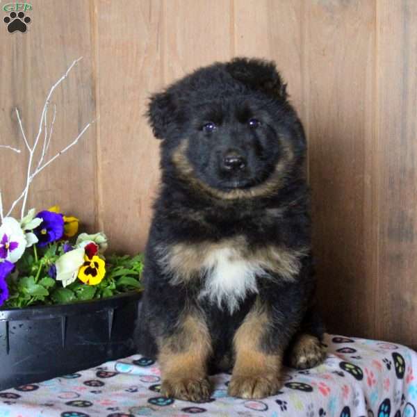 Devan, German Shepherd Puppy