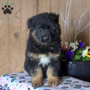 Devan, German Shepherd Puppy