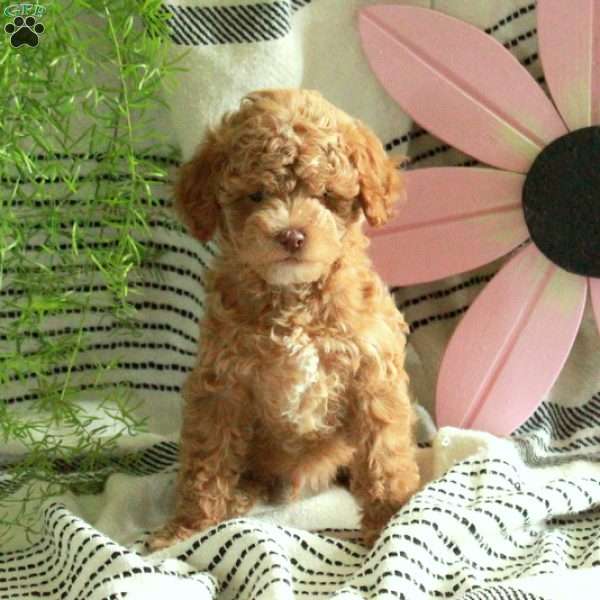 Dexter, Maltipoo Puppy