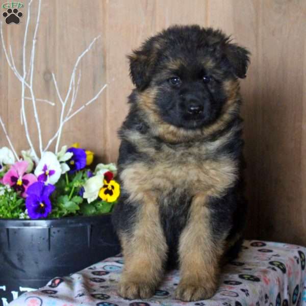 Dez, German Shepherd Puppy