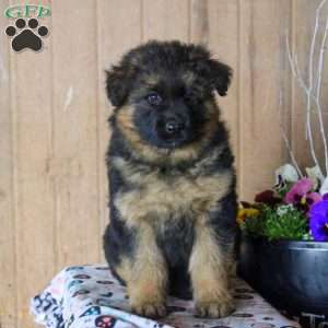 Dez, German Shepherd Puppy
