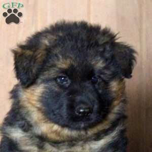 Dez, German Shepherd Puppy