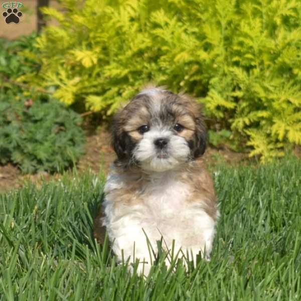 Diego, Teddy Bear Puppy