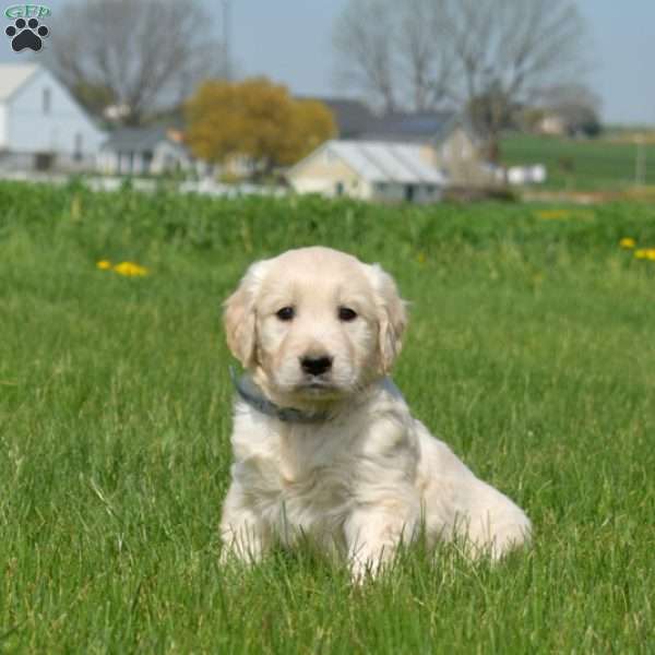 Dill, English Cream Golden Retriever Puppy