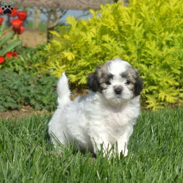 Dill, Teddy Bear Puppy