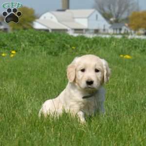 Dill, English Cream Golden Retriever Puppy