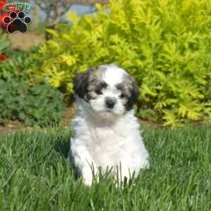 Dill, Teddy Bear Puppy