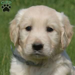 Dill, English Cream Golden Retriever Puppy